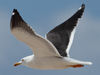 1cy fuscus in August, ringed in Finland. (81365 bytes)